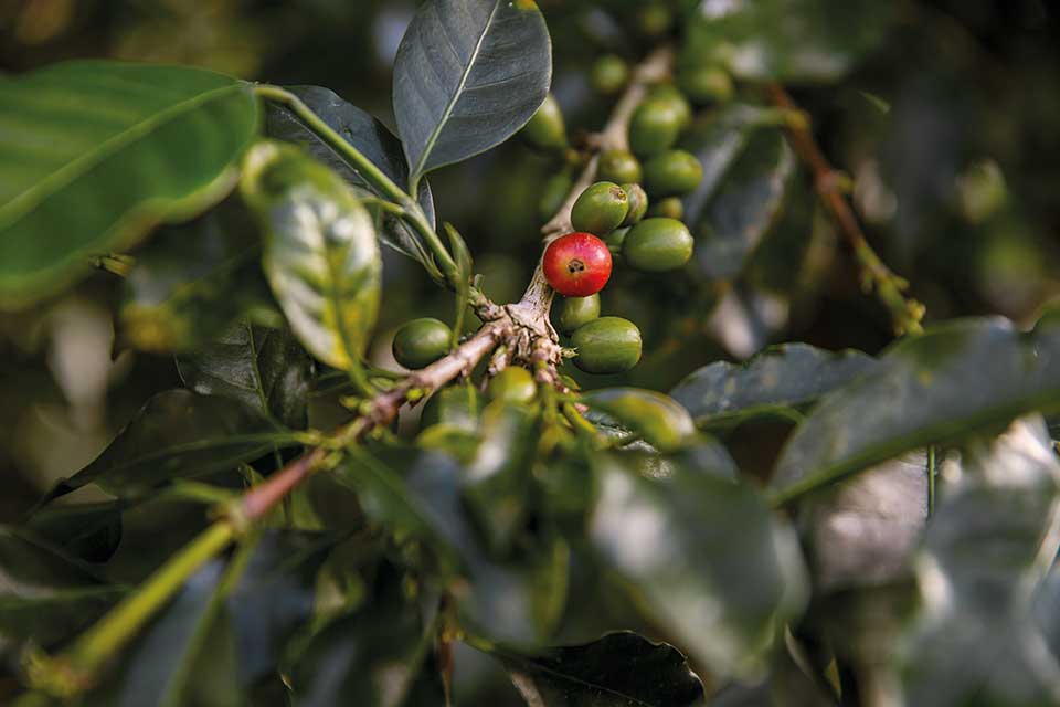 5 Facts About Coffee Harvesting