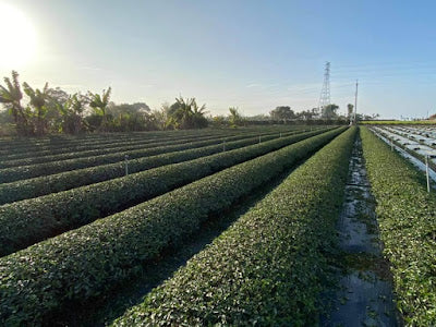 The Delicacy of Oolong