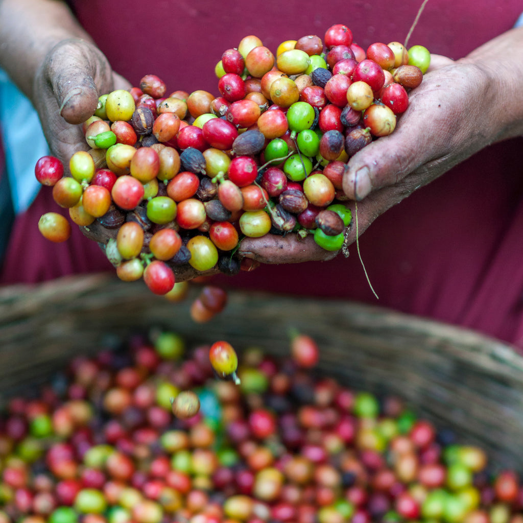 Mountain Coffee & Tea Shop in Vail Vail Mountain Coffee & Tea Co