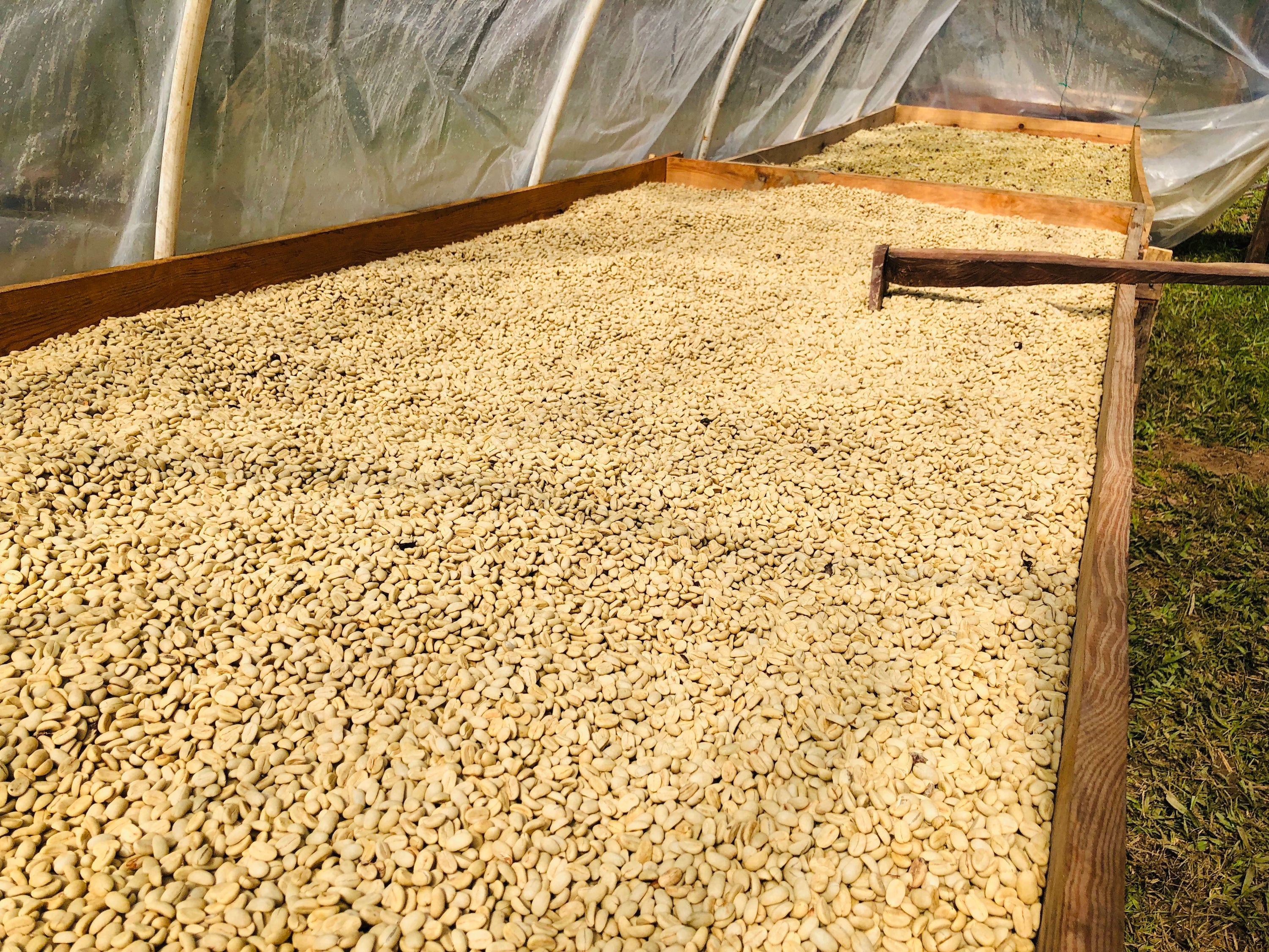 Honduras Finca Quebrada Onda  - HONEY