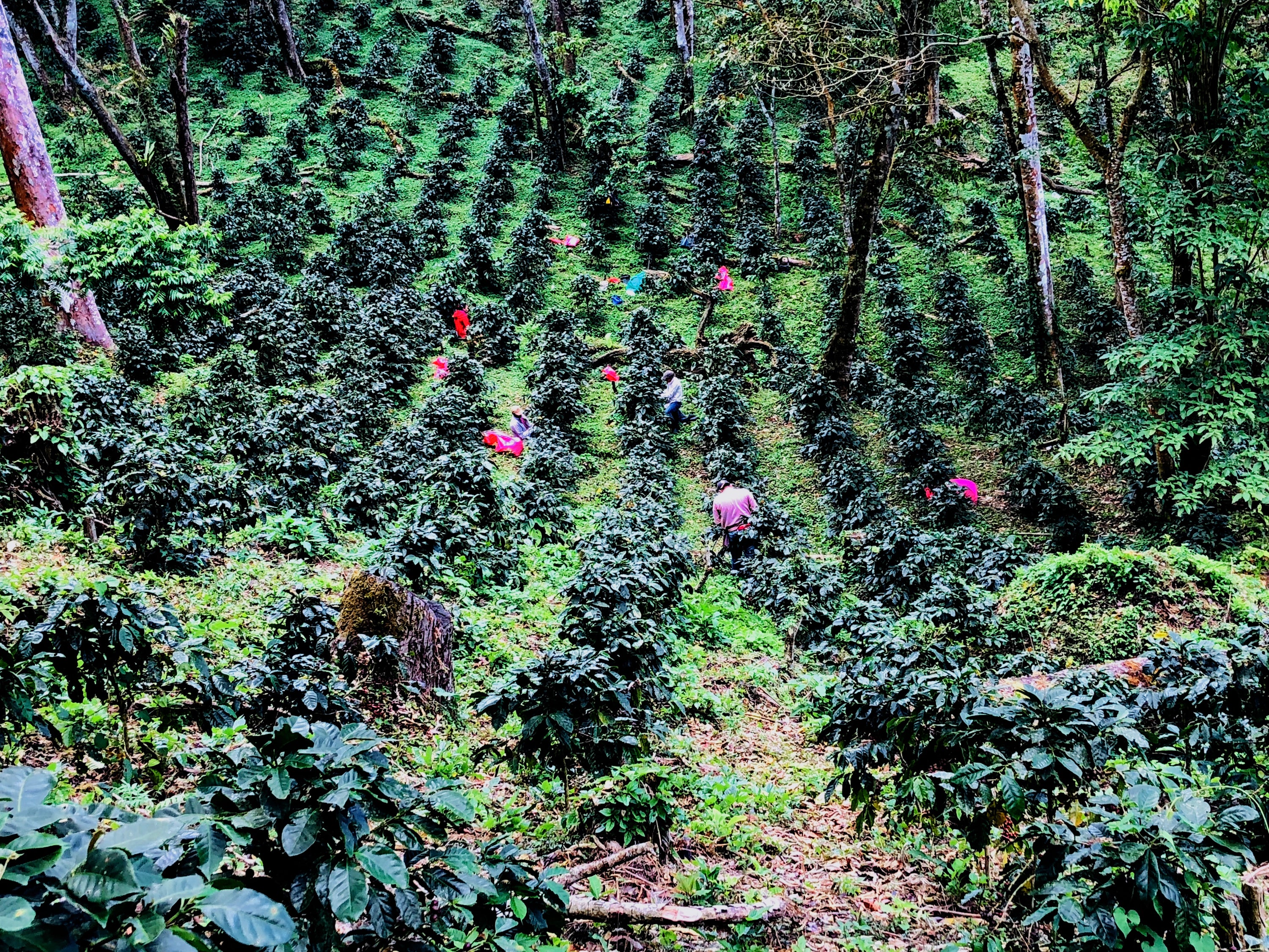 Honduras Finca Quebrada Onda  - HONEY