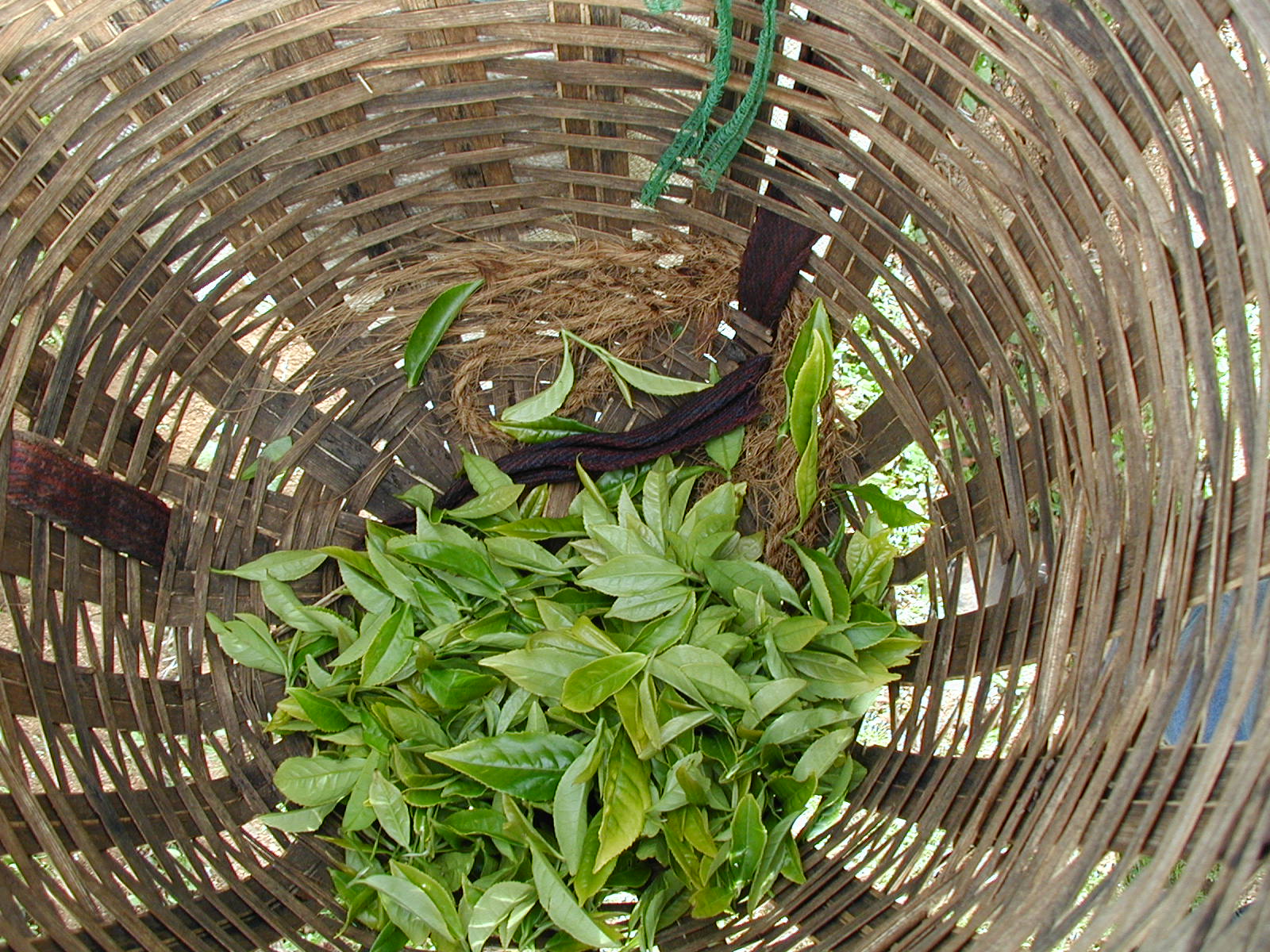 English Breakfast (Decaffeinated)