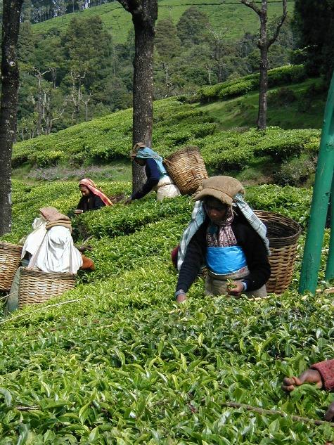 Korakundah Tea estate workers