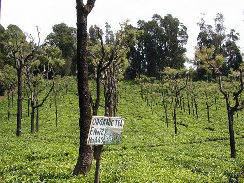 Korakundah Tea property