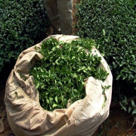 Jade Pouchong