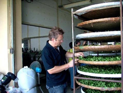 man sorting through Four Seasons Jade Pouchong leaves
