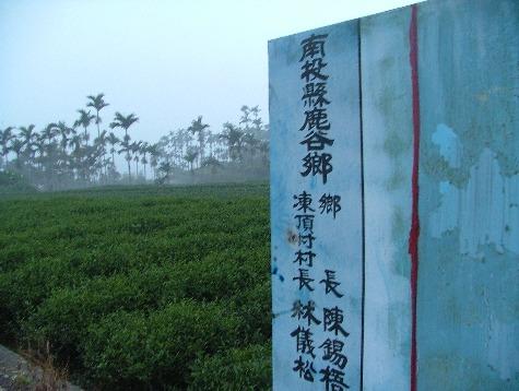 Imperial Jade Oolong tea leaves growing