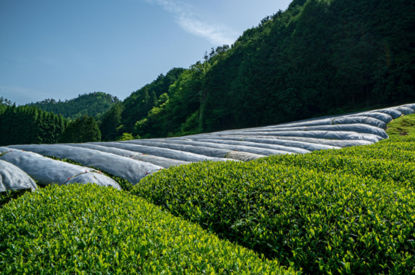 MATCHA POUDRE SPECIAL LATTE NISHIFUKU 200G