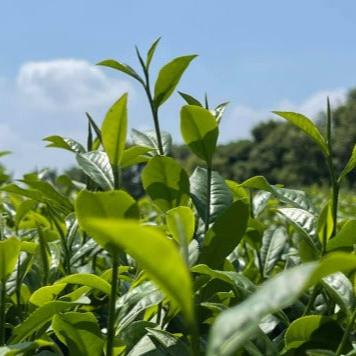 jade plant tea Jade Pouchong