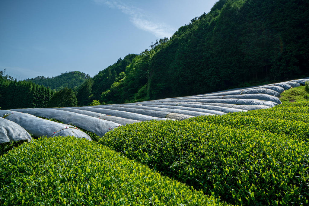 Gyokuro Plants are shaded