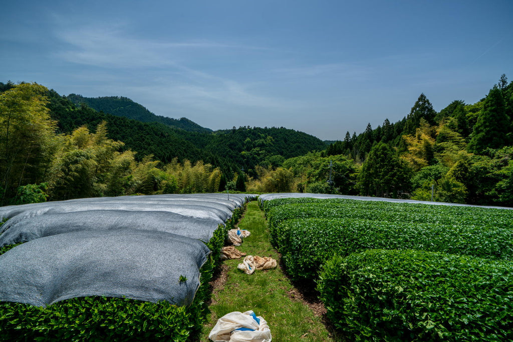 The plants are shaded for 20 - 30 days.