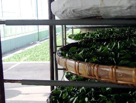 Imperial Jade Oolong leaves drying
